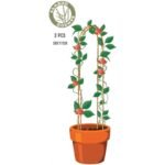 BAMBOO PLANT SUPPORT ARCH 58CM 3 PCS PROGARDEN - Image 5
