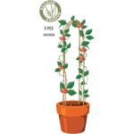 BAMBOO PLANT SUPPORT ARCH 78CM 3 PCS PROGARDEN - Image 6