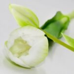 BOUQUET OF 5 WHITE TULIPS 39 CM LIFE-LIKE SPRING DECORATION - Image 6