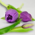 BOUQUET OF 7 PURPLE TULIPS 31 CM LIFE-LIKE SPRING DECORATION - Image 6
