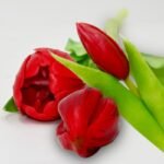 BOUQUET OF 7 RED TULIPS 31 CM LIKE LIFE SPRING DECORATION - Image 6