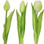 BOUQUET OF 7 WHITE TULIPS 31 CM LIFE-LIKE SPRING DECORATION - Image 3