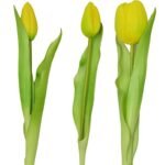 BOUQUET OF 7 YELLOW TULIPS 31 CM LIFE-LIKE SPRING DECORATION - Image 3