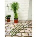 KINZO PLANT SUPPORT POLE 6 PCS 50-80 CM - Image 3