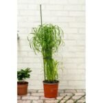 KINZO PLANT SUPPORT POLE 6 PCS 50-80 CM - Image 5