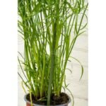 KINZO PLANT SUPPORT POLE 6 PCS 50-80 CM - Image 6