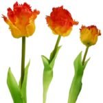 ORANGE TULIP 38CM LIFE-LIKE SPRING DECORATION - Image 4