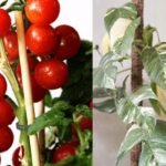 PLANT ACCESSORIES GARDEN BAND 8 PCS PROGARDEN - Image 5